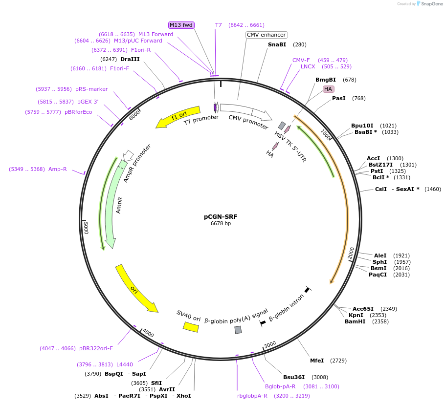 11977-plasmid-map-sequence-id-133350