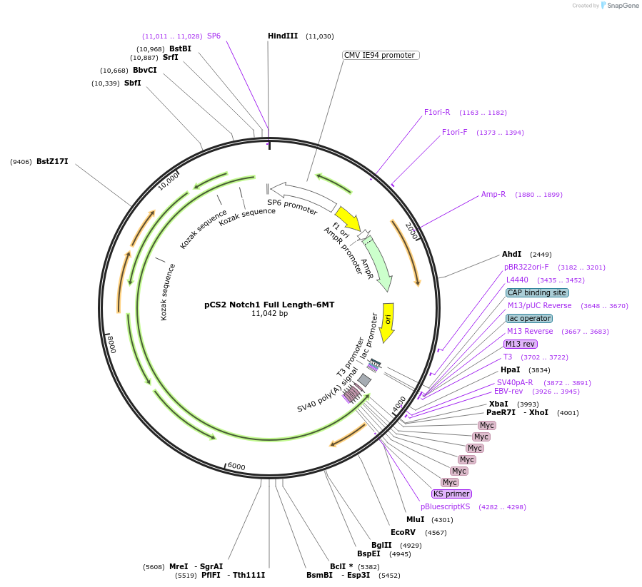 41728-plasmid-map-sequence-id-133351