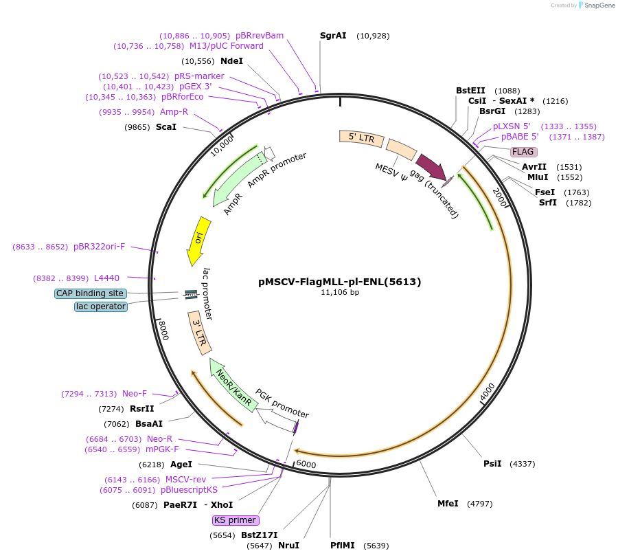 20873-plasmid-map-sequence-id-133354