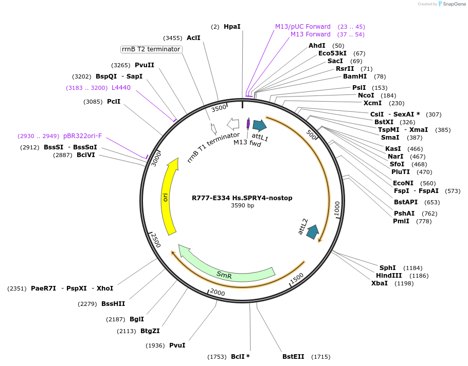 70617-plasmid-map-sequence-id-133434