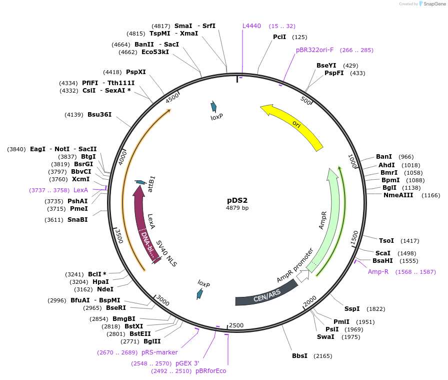 70135-plasmid-map-sequence-id-133467