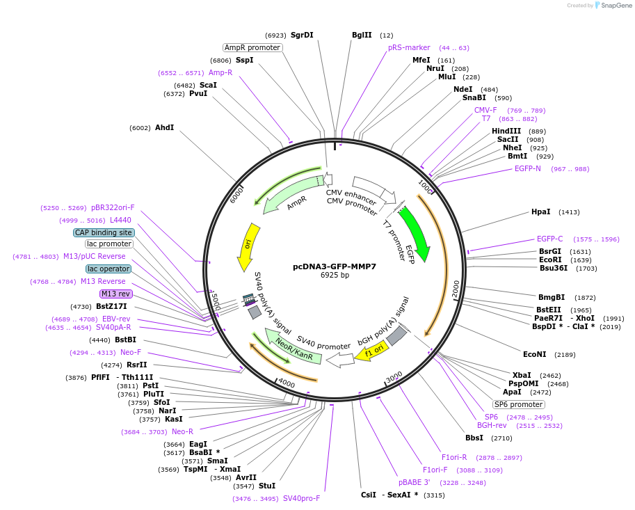 11989-plasmid-map-sequence-id-133484