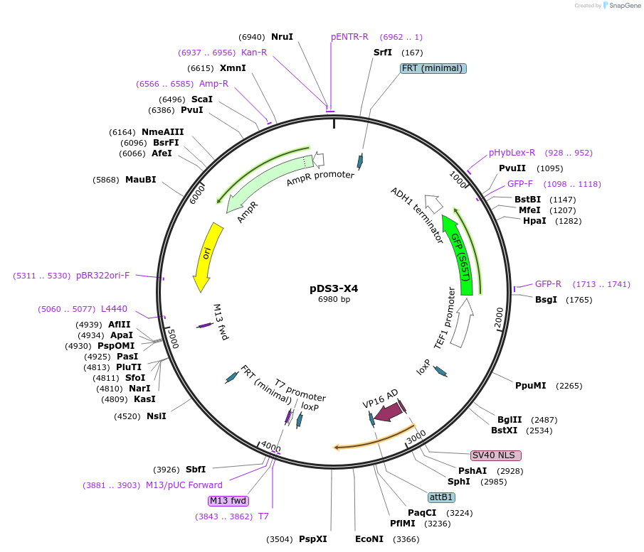 70140-plasmid-map-sequence-id-133491