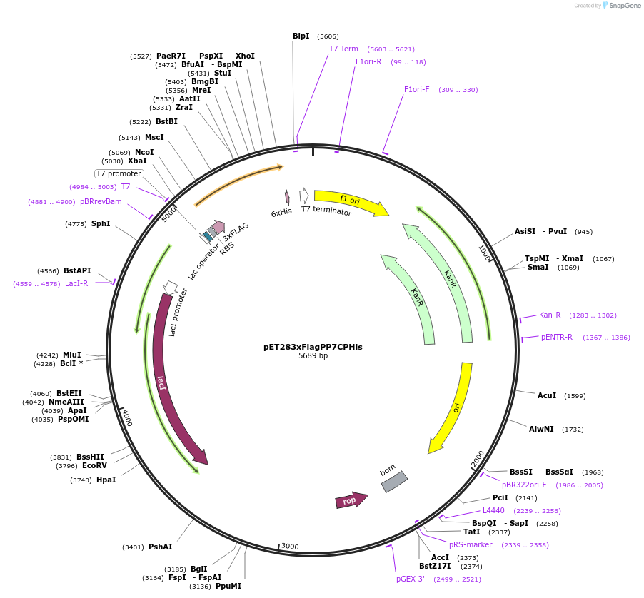 28174-plasmid-map-sequence-id-13350