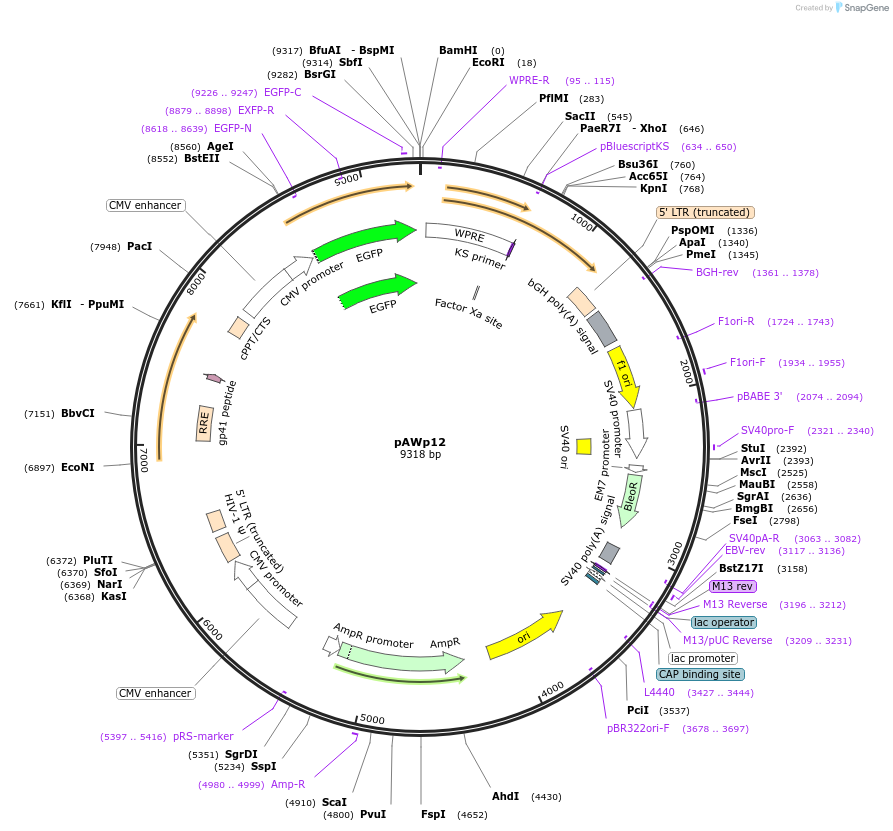 72732-plasmid-map-sequence-id-133515