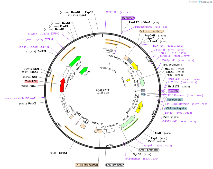 72738-plasmid-map-sequence-id-133521