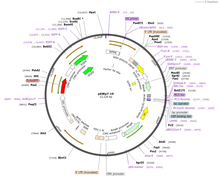 72751-plasmid-map-sequence-id-133534
