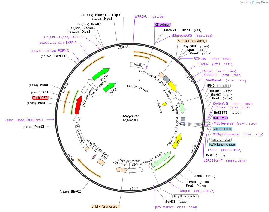 72752-plasmid-map-sequence-id-133535