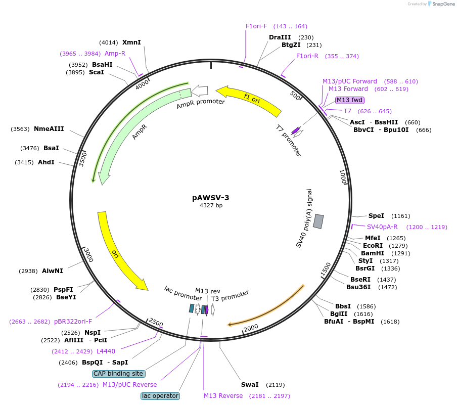 72756-plasmid-map-sequence-id-133540