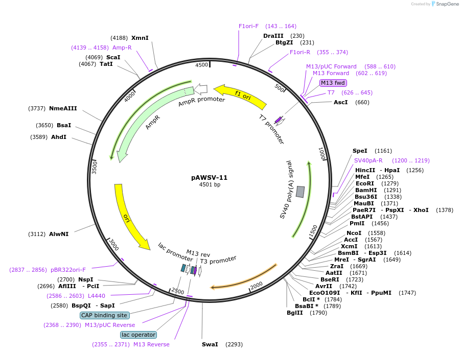 72764-plasmid-map-sequence-id-133548