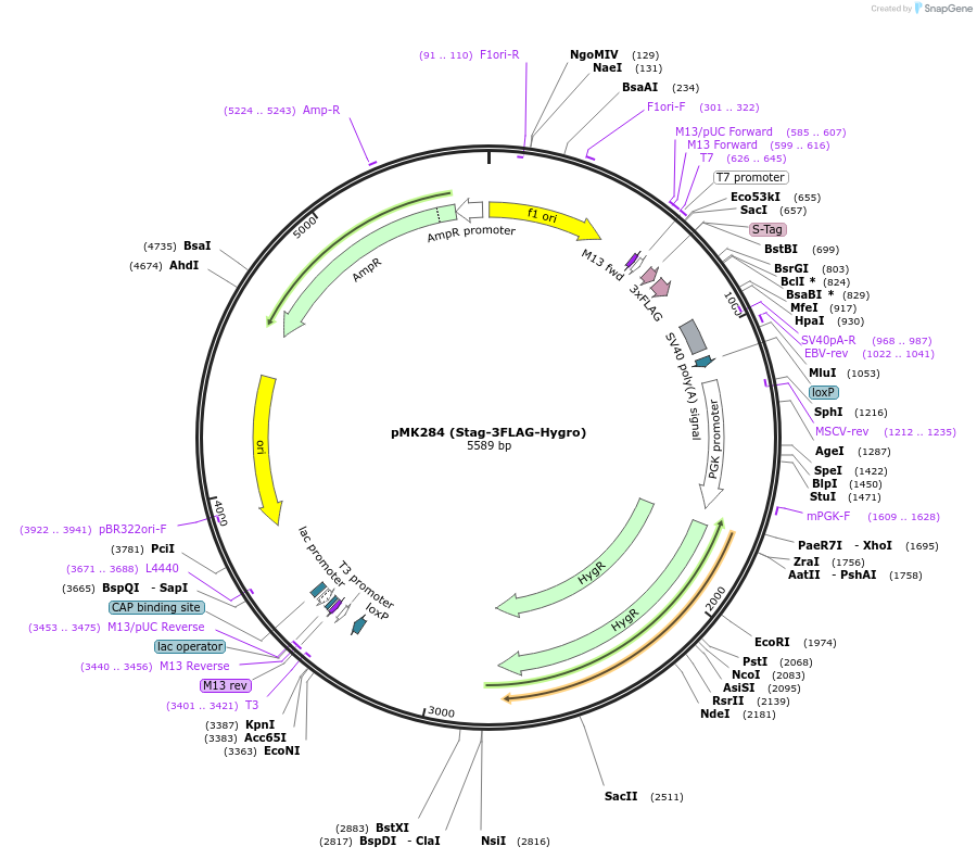 72800-plasmid-map-sequence-id-133553