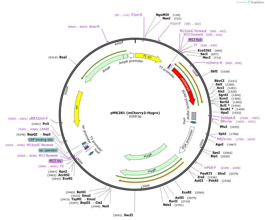 72797-plasmid-map-sequence-id-133556
