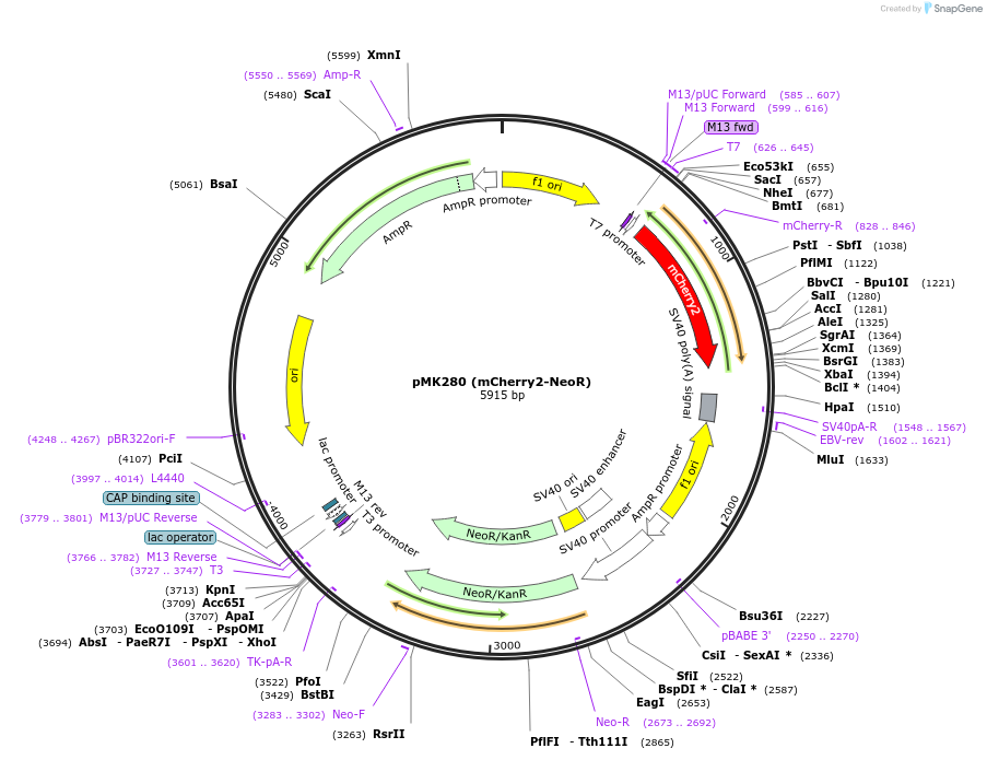 72796-plasmid-map-sequence-id-133557