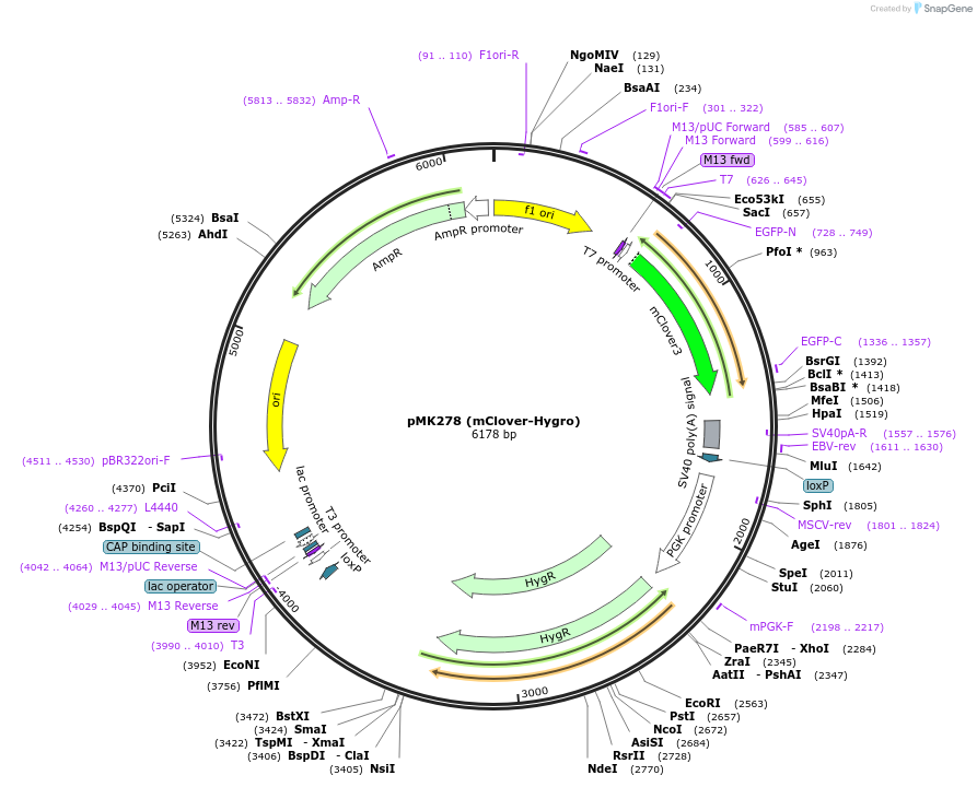 72794-plasmid-map-sequence-id-133559