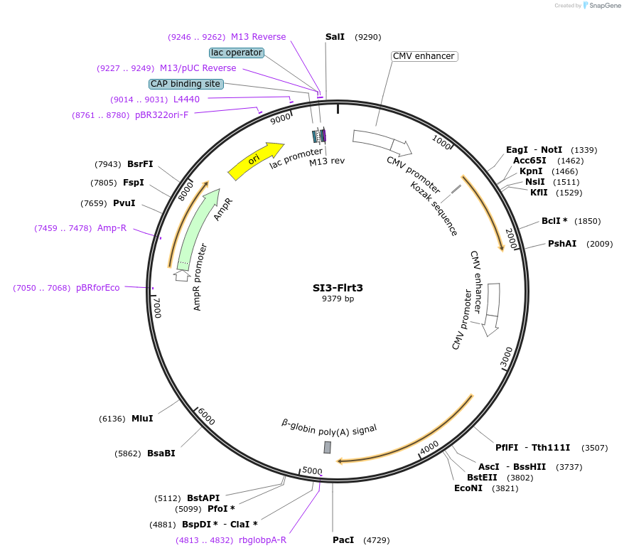 28217-plasmid-map-sequence-id-13356