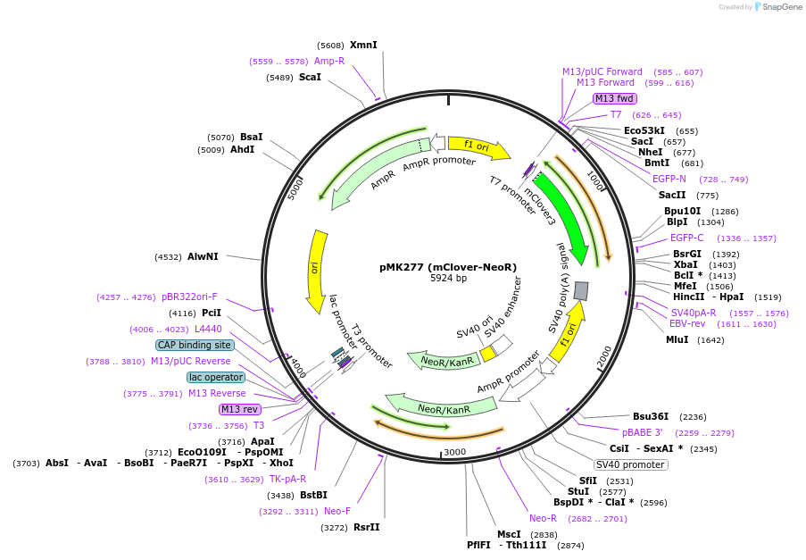 72793-plasmid-map-sequence-id-133560