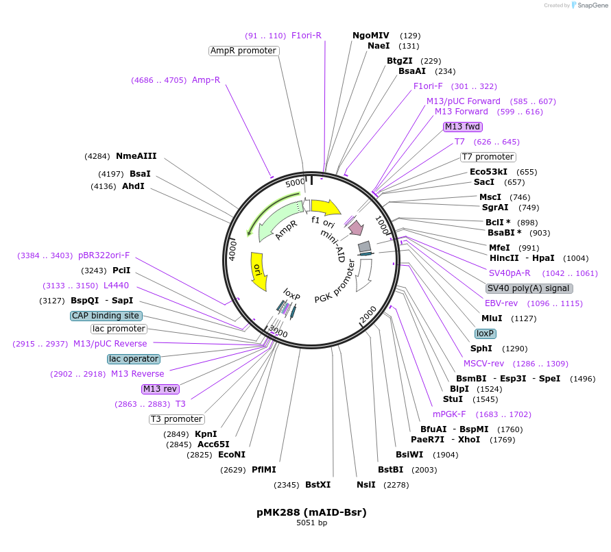 72826-plasmid-map-sequence-id-133563