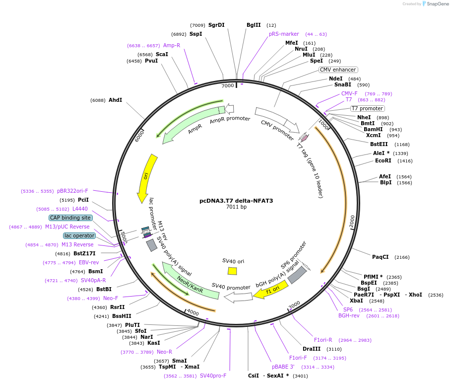 28224-plasmid-map-sequence-id-13358