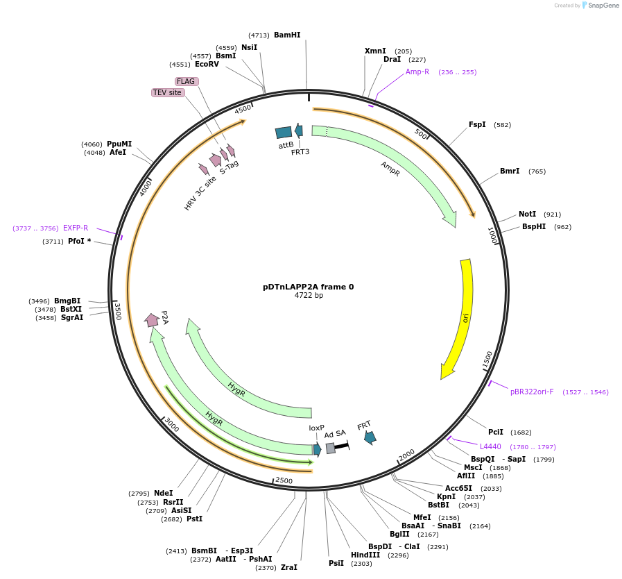 28226-plasmid-map-sequence-id-13359