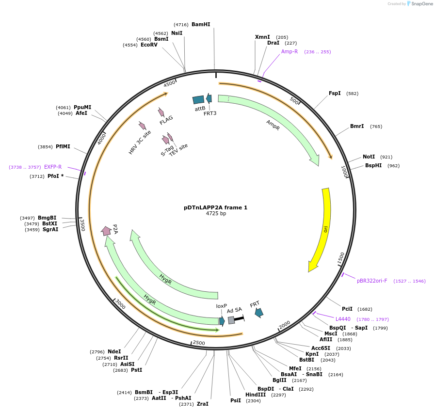 28227-plasmid-map-sequence-id-13360