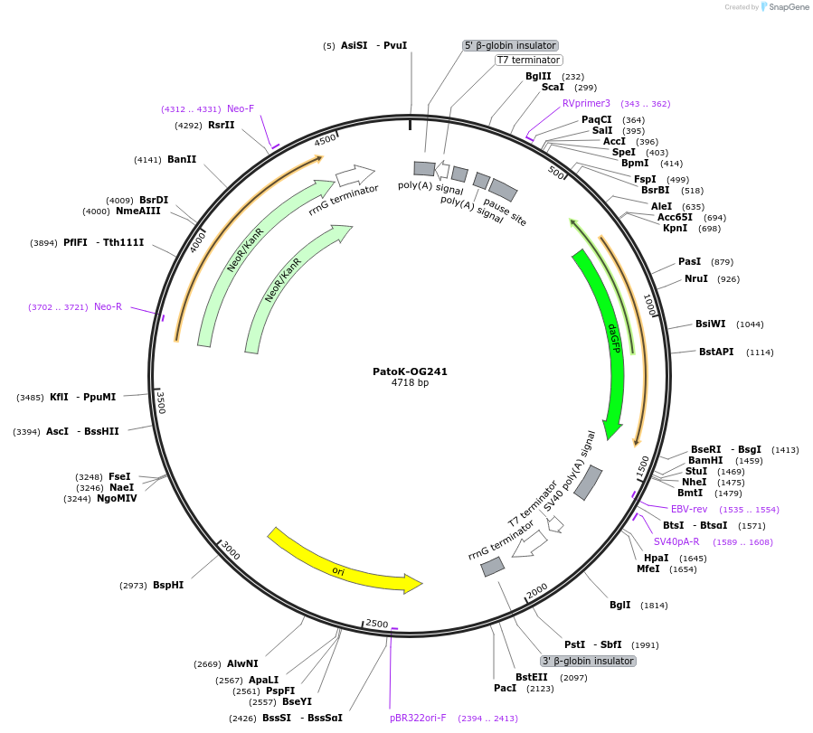 72840-plasmid-map-sequence-id-133604