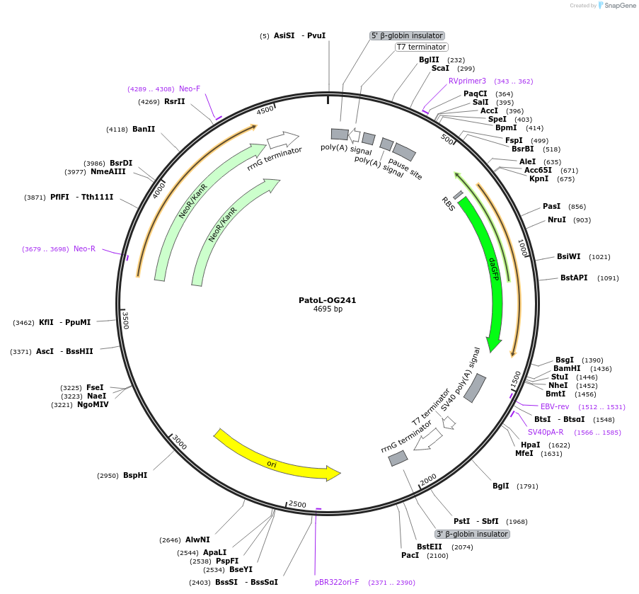 72841-plasmid-map-sequence-id-133605