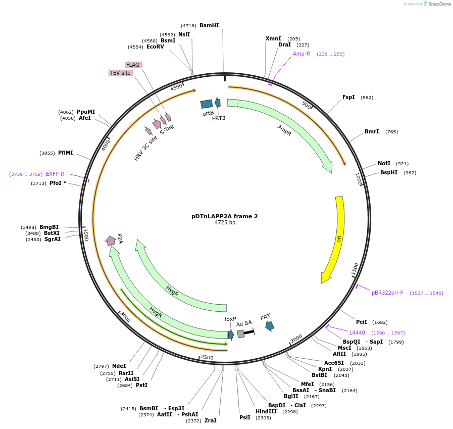 28228-plasmid-map-sequence-id-13361