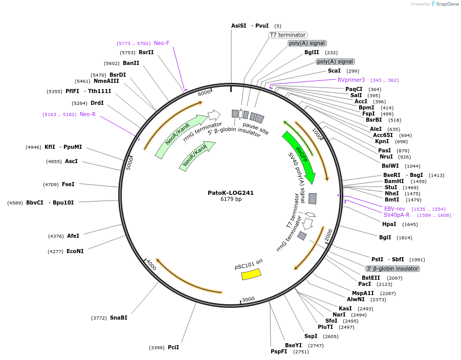 72848-plasmid-map-sequence-id-133611