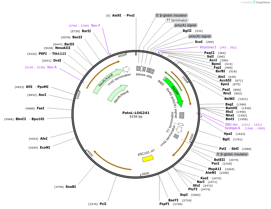 72846-plasmid-map-sequence-id-133612