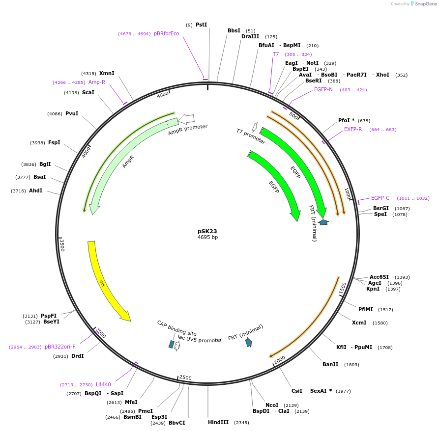 72851-plasmid-map-sequence-id-133614
