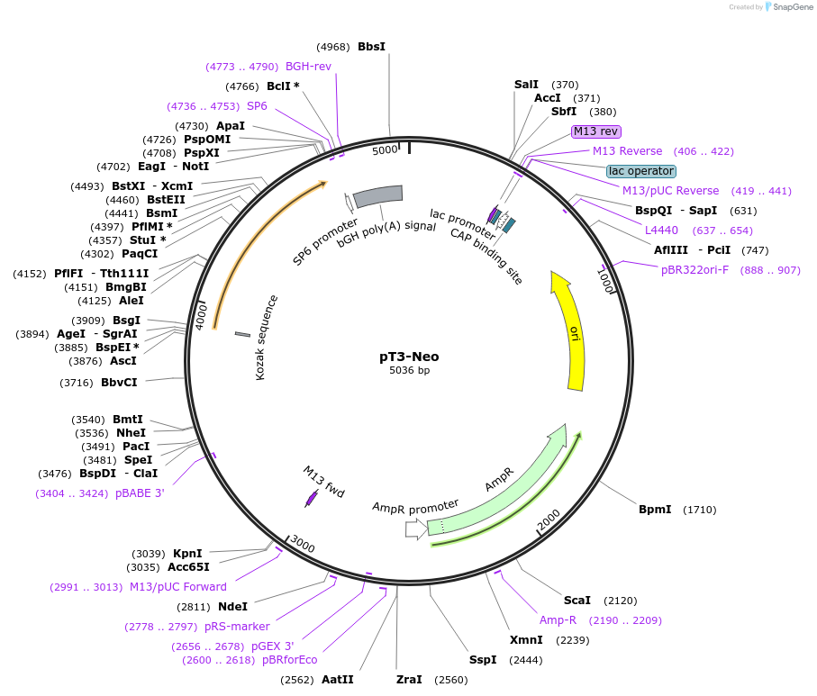 69123-plasmid-map-sequence-id-133642