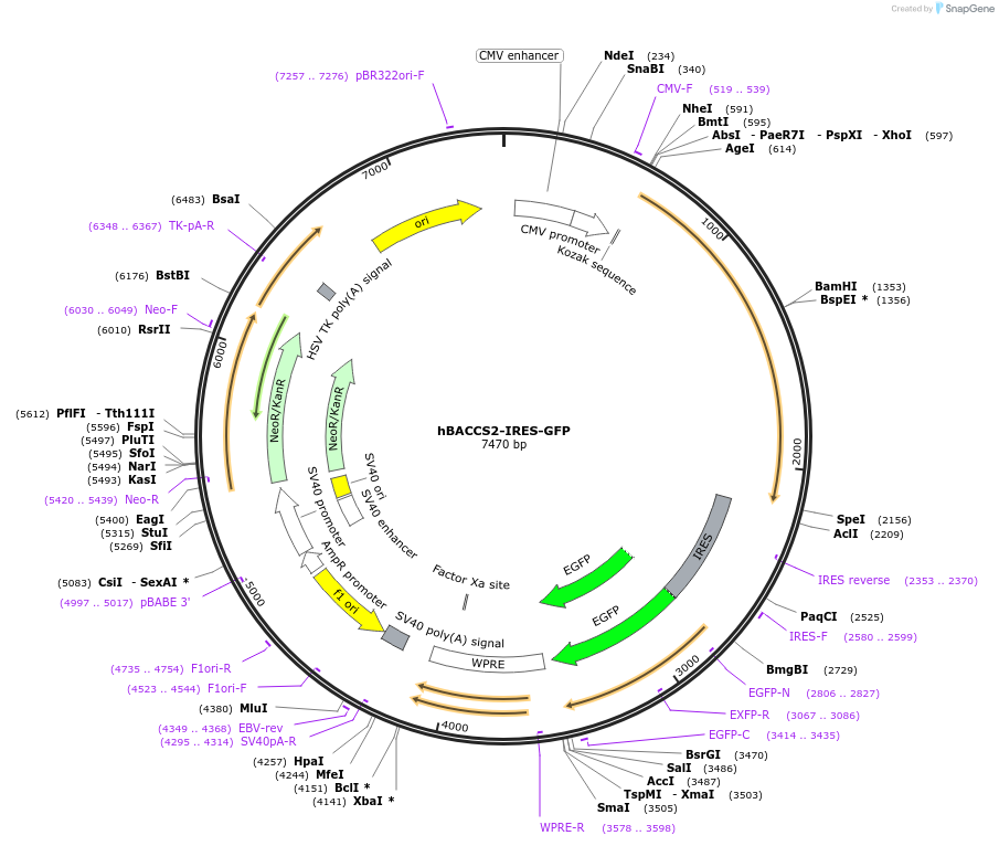 72891-plasmid-map-sequence-id-133661