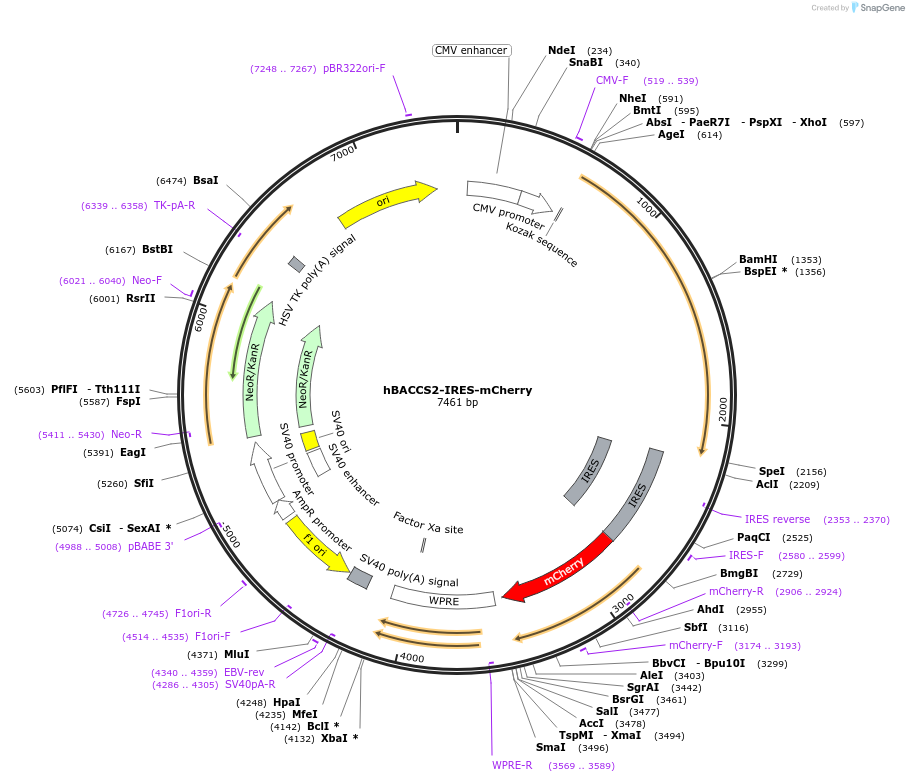 72892-plasmid-map-sequence-id-133662