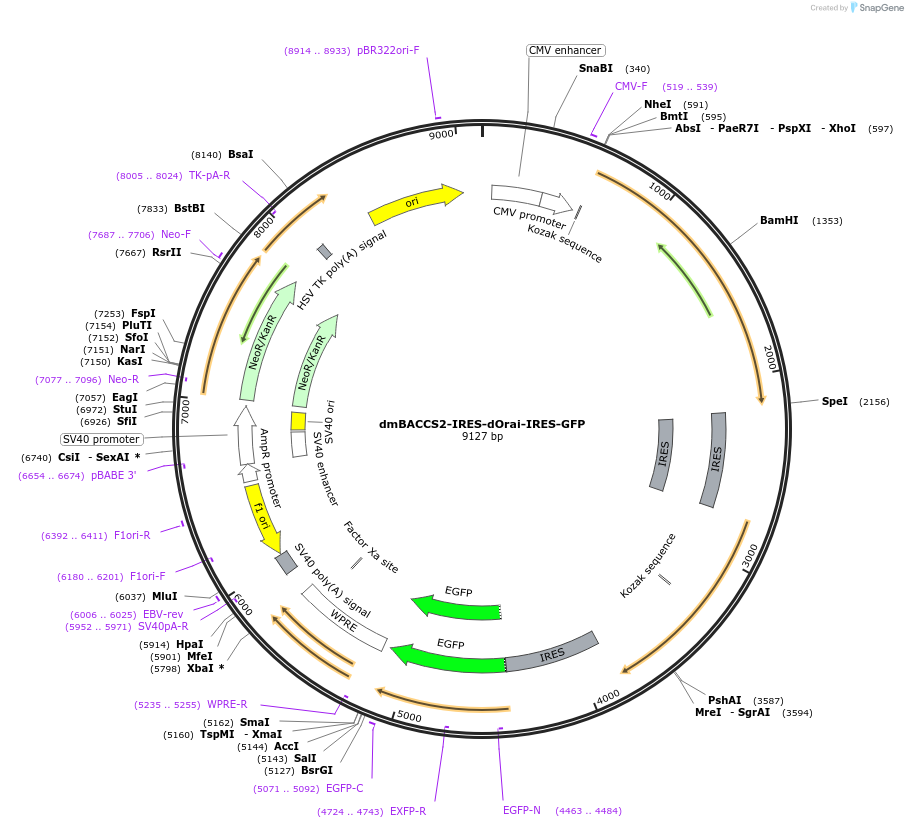 72893-plasmid-map-sequence-id-133663