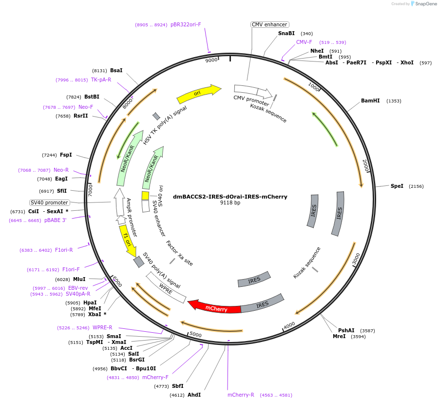 72894-plasmid-map-sequence-id-133664