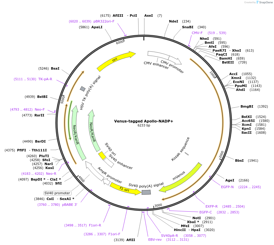 71797-plasmid-map-sequence-id-133683