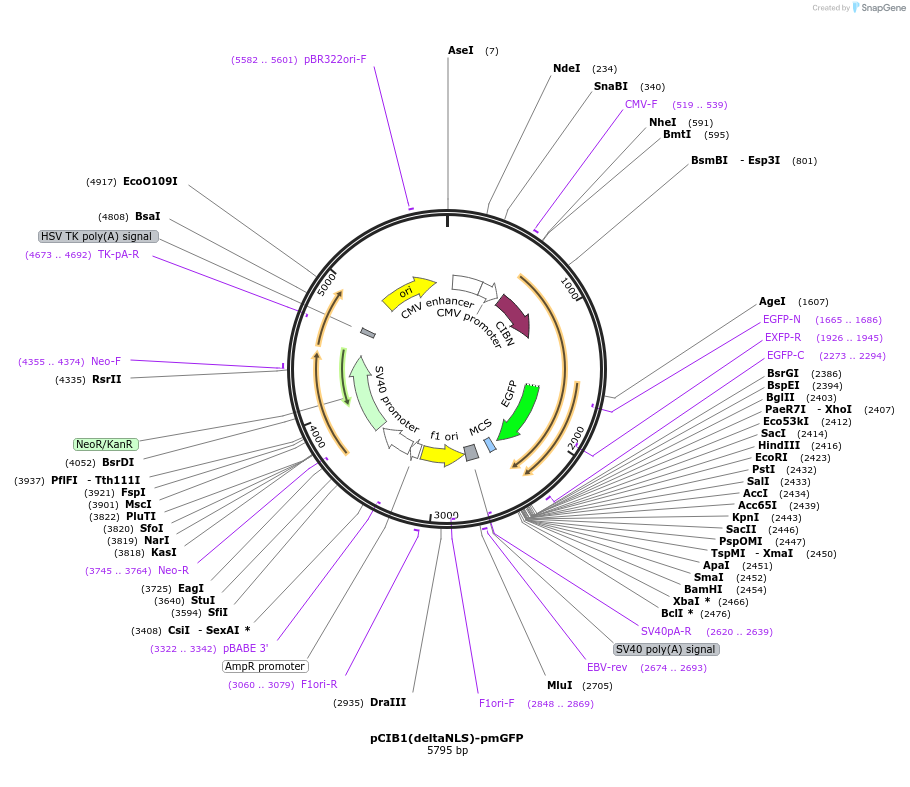 28240-plasmid-map-sequence-id-13370