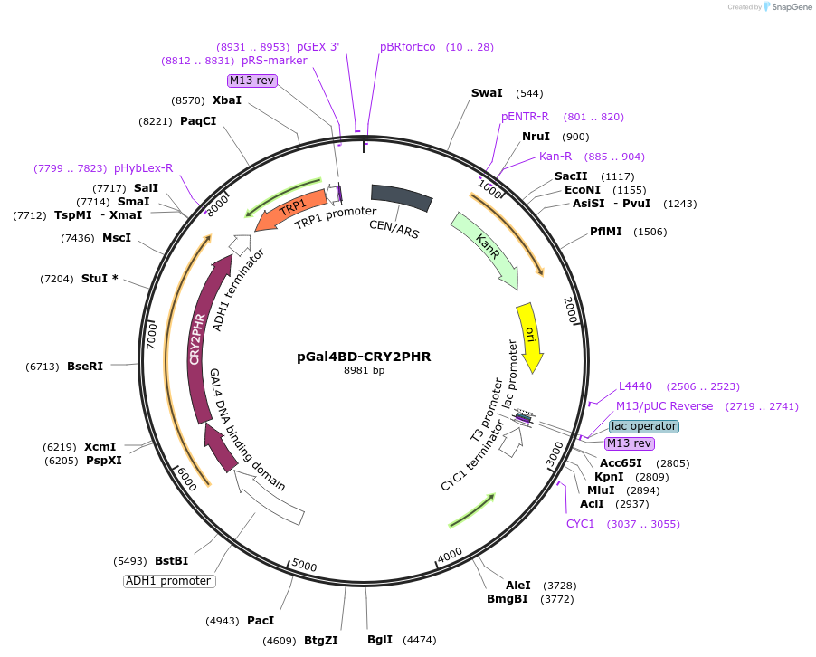 28244-plasmid-map-sequence-id-13374