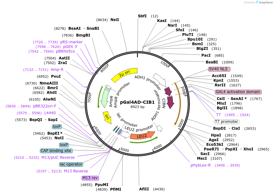 28245-plasmid-map-sequence-id-13375