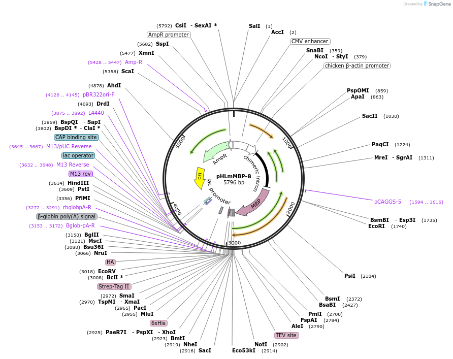 72347-plasmid-map-sequence-id-133755