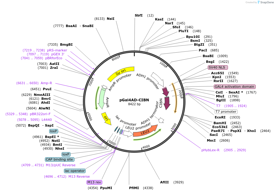 28246-plasmid-map-sequence-id-13376