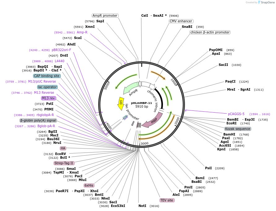 72349-plasmid-map-sequence-id-133760
