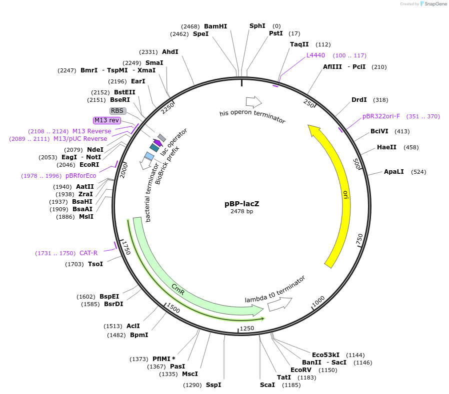 72948-plasmid-map-sequence-id-133793