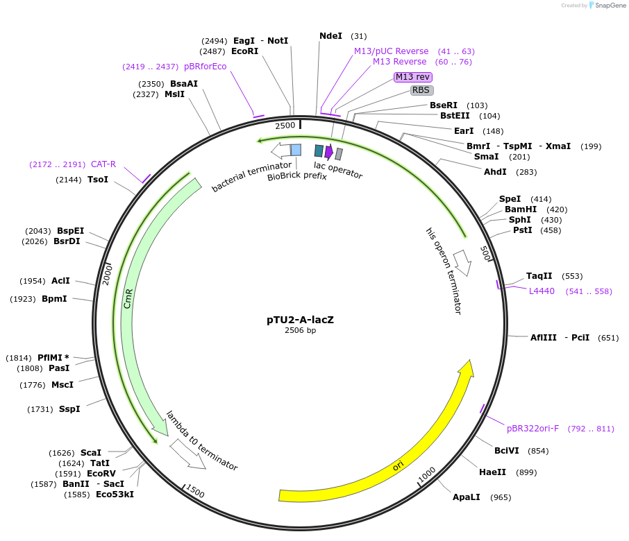 72950-plasmid-map-sequence-id-133795