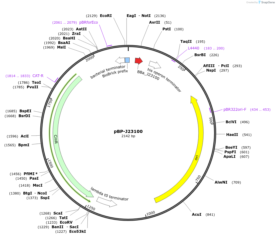 72963-plasmid-map-sequence-id-133808