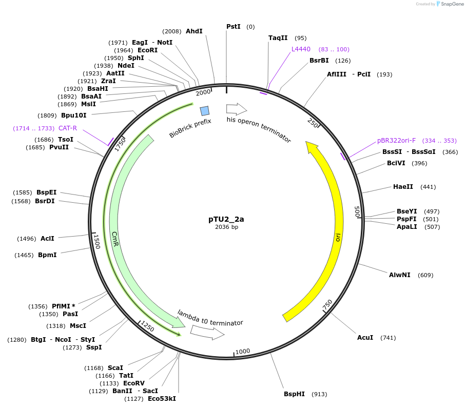 73010-plasmid-map-sequence-id-133861
