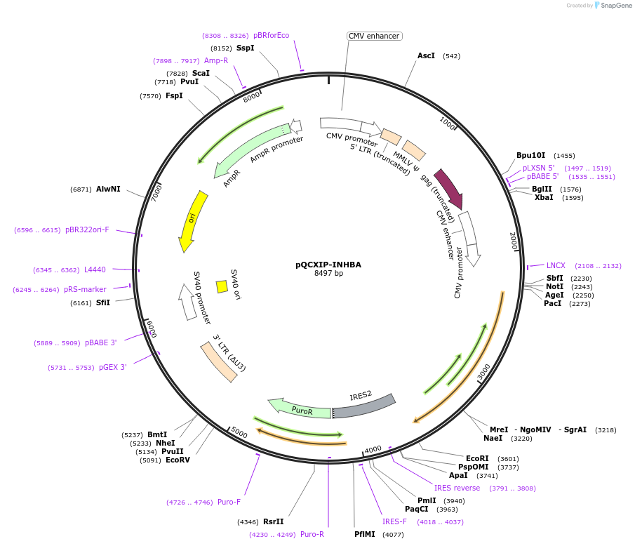 73015-plasmid-map-sequence-id-133890