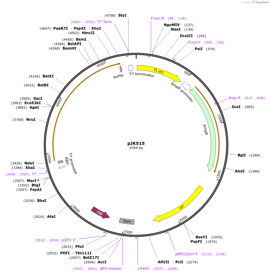 72385-plasmid-map-sequence-id-133919
