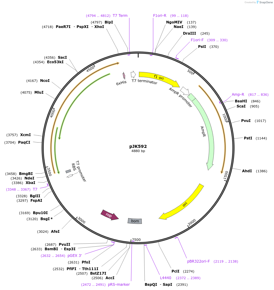 72386-plasmid-map-sequence-id-133922