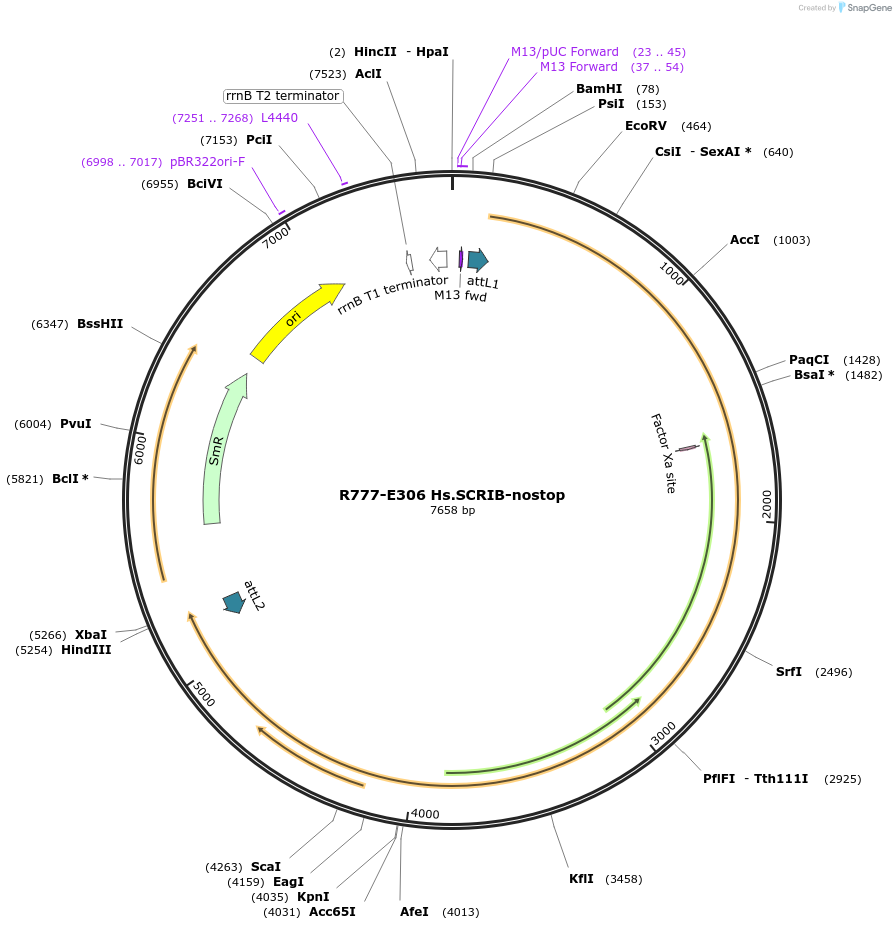 70590-plasmid-map-sequence-id-133941
